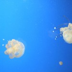 picture of jellyfish for allabouttape.com