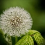 dandelion